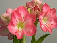 /album/fotogalerie-amaryllis/amaryllis-susan-jpg/